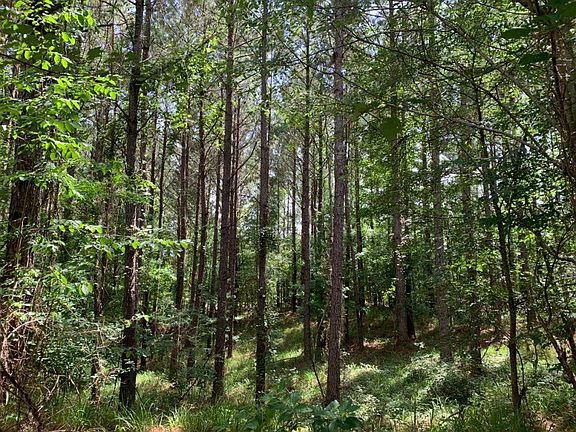 Pine Timber Along Highway 43 Near North Property Boundary