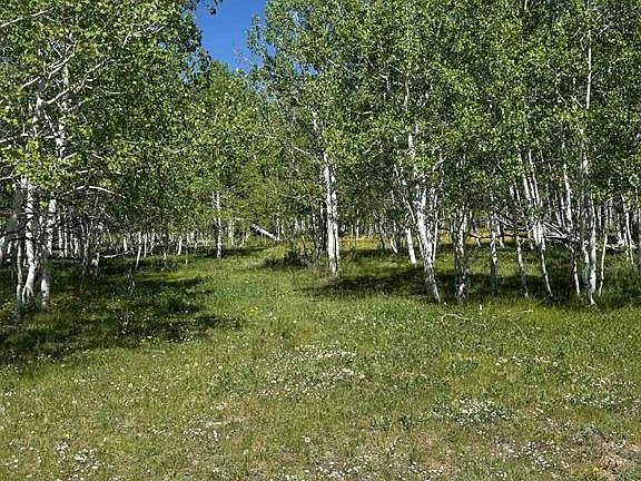 3rd image of Tbd Divide/ Davewood  Road