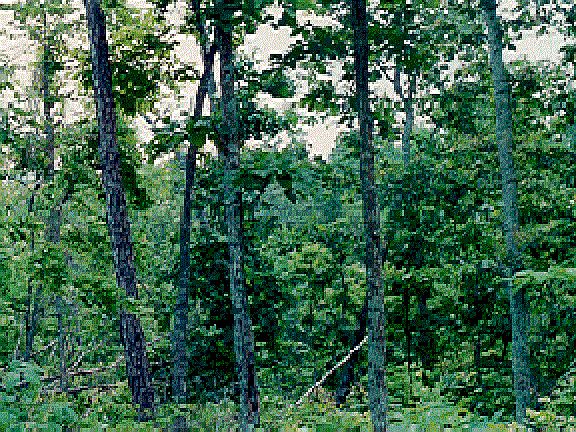 5th image of 199 Eagle Nest Landing Ln