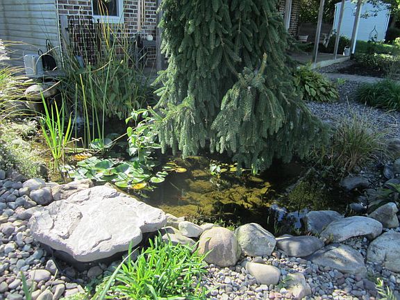 Fish Pond