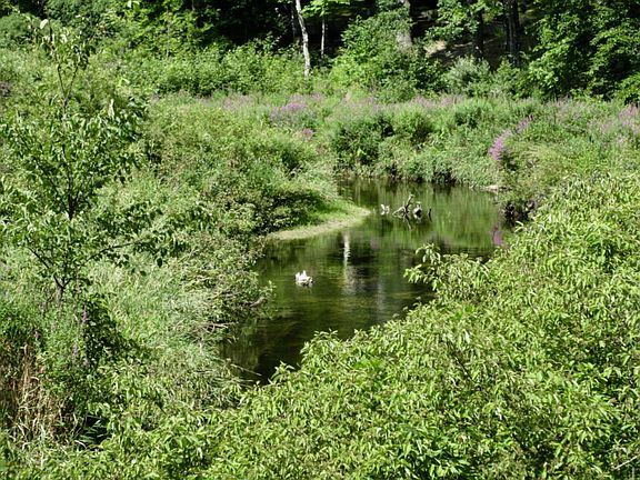5th image of 13148 Bowen Lake Dr