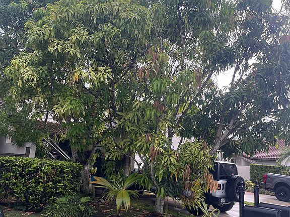 Front showing mango trees