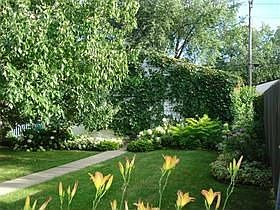 Absolutely luscious and green backyard with lots of privacy