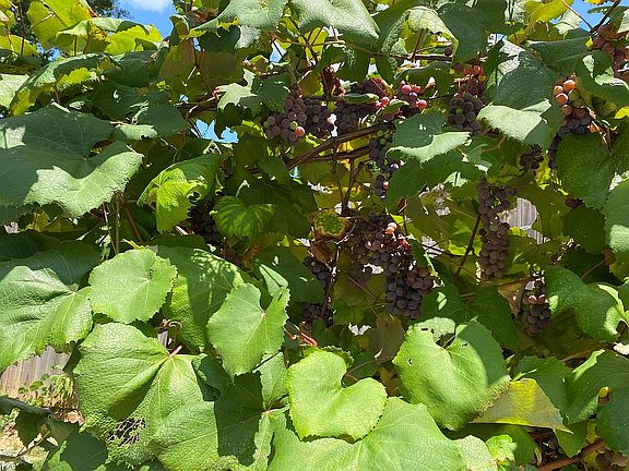 Established Grape Vine