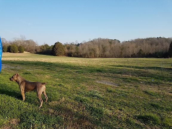 Cane Corso negotiable.