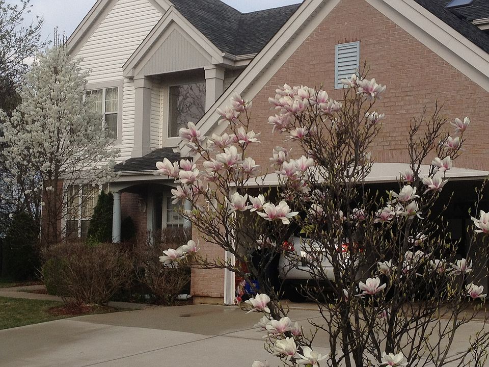 Blooming Magnolia 