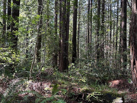 2nd image of 35400 Timber Ridge Road