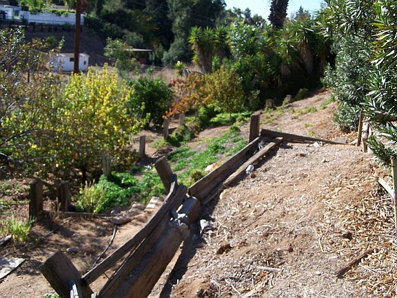 Lower yard - Fruit Trees