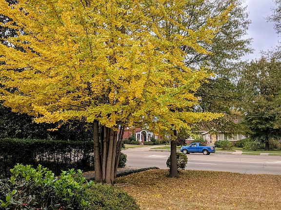 Our Front Yard Ginkgo in it's fall glory phase