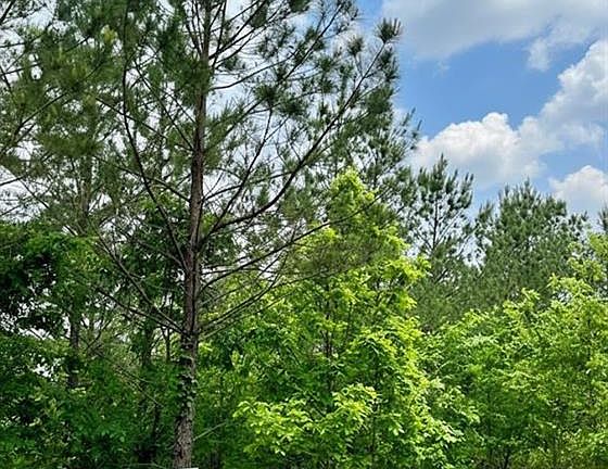3rd image of 658 Timber Creek Trl