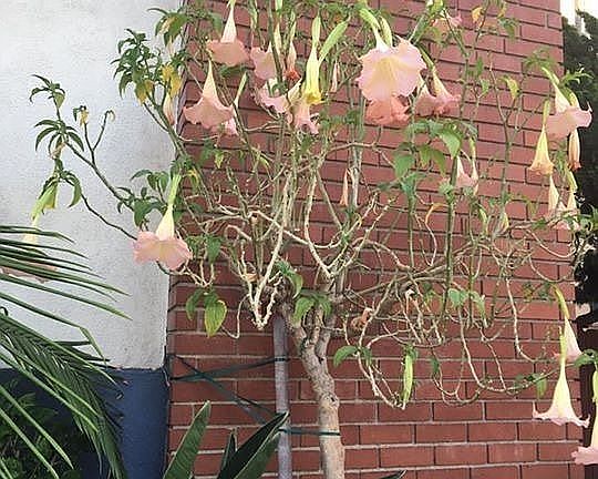 3rd image of 10436 Culver Blvd
