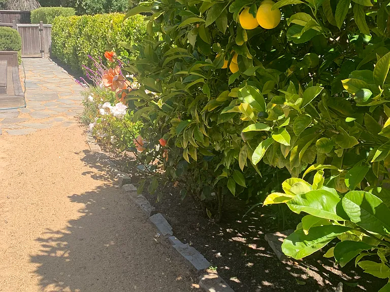 Meyer lemon tree