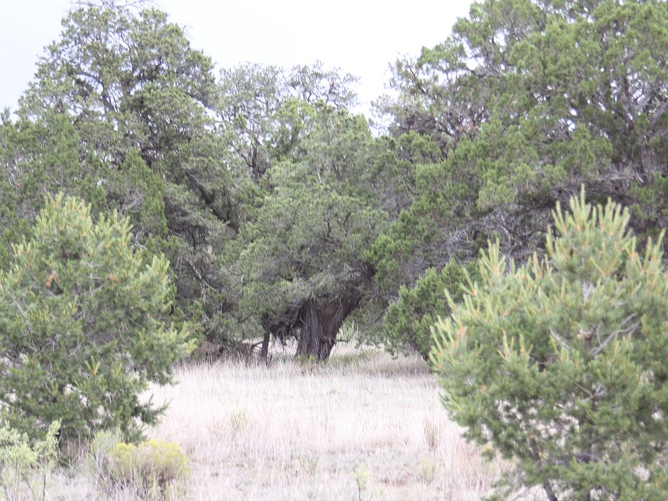 1st image of 646-647 Pine Mdws #4 & 672-673