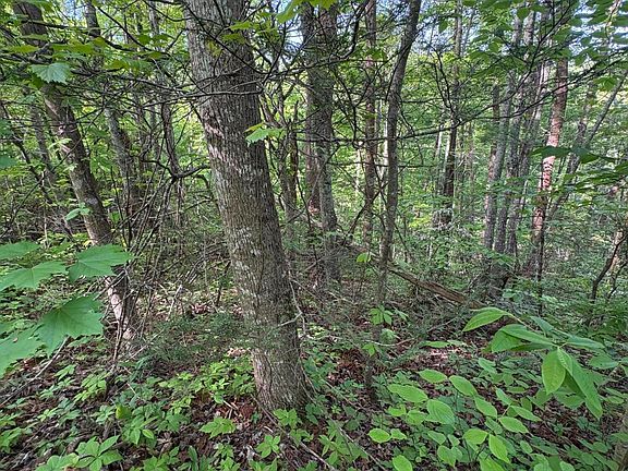 4th image of LOT 6 Walnut Flats Rd