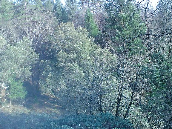 landscape & tree house! 