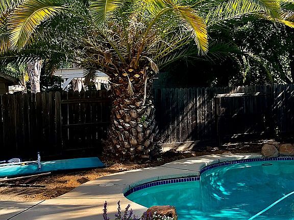 California Palms