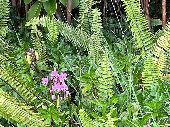 5th image of Pohaku Cir Lot 8247