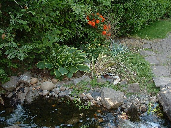 river with Koi pond