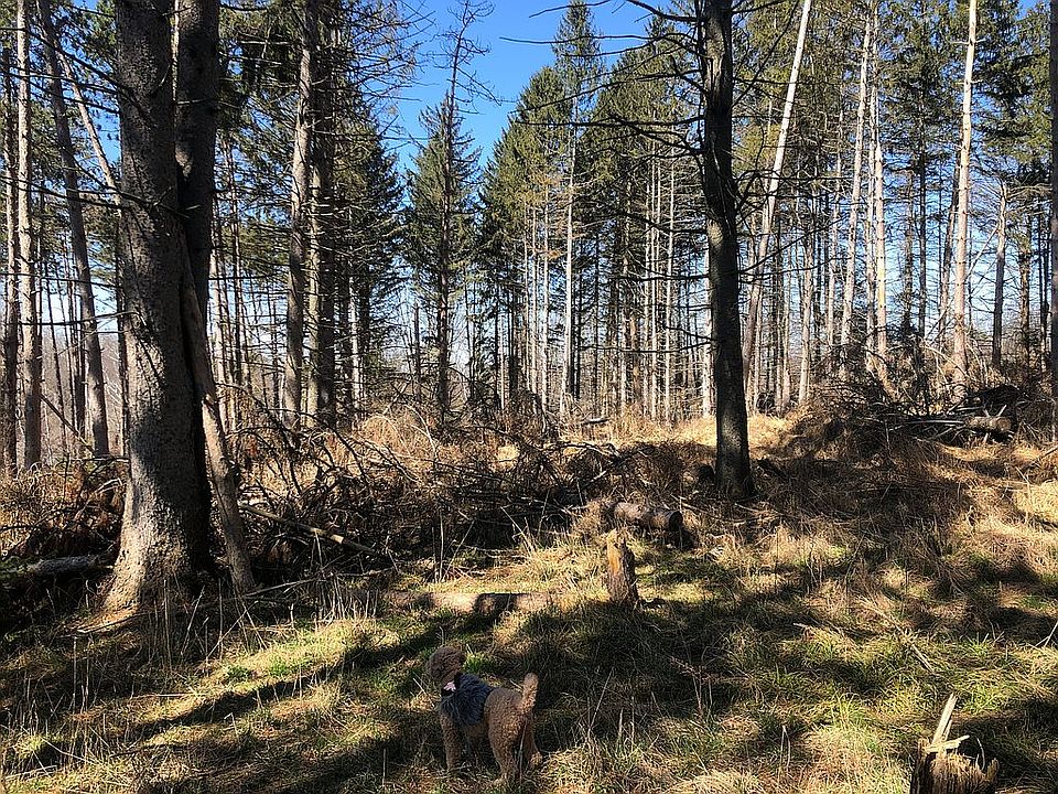 2nd image of 646 Lily Lake Rd