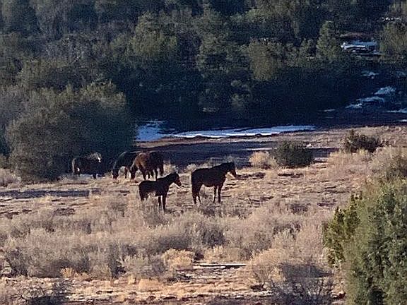 Wild Horses