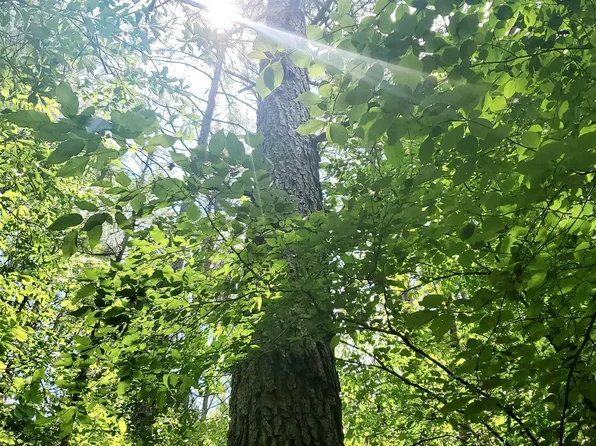 Polk Rd #153, Hatfield, AR 71945