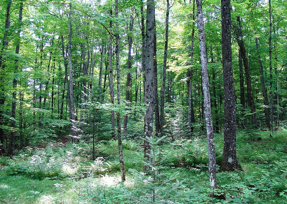 2nd image of 107 Lily Lake Ln