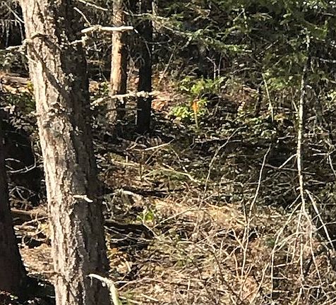 2nd image of 4495 Stoltz Dr