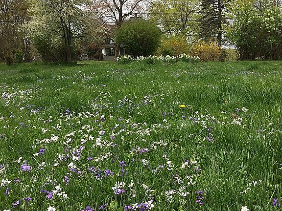 SW Front lawn looking west