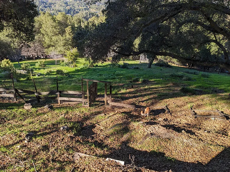 This served as a self-sustaining farm for the Youngs. Over next decade will replant with up to 40 fruits trees and grapes.
