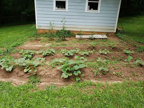 Garden - Growing Vegetables
