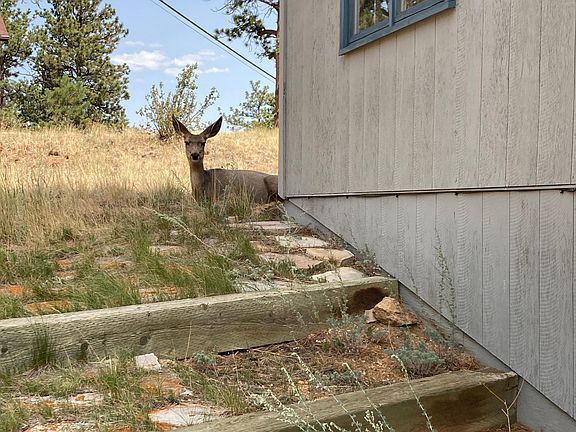Deer often pass through side, back and front yards