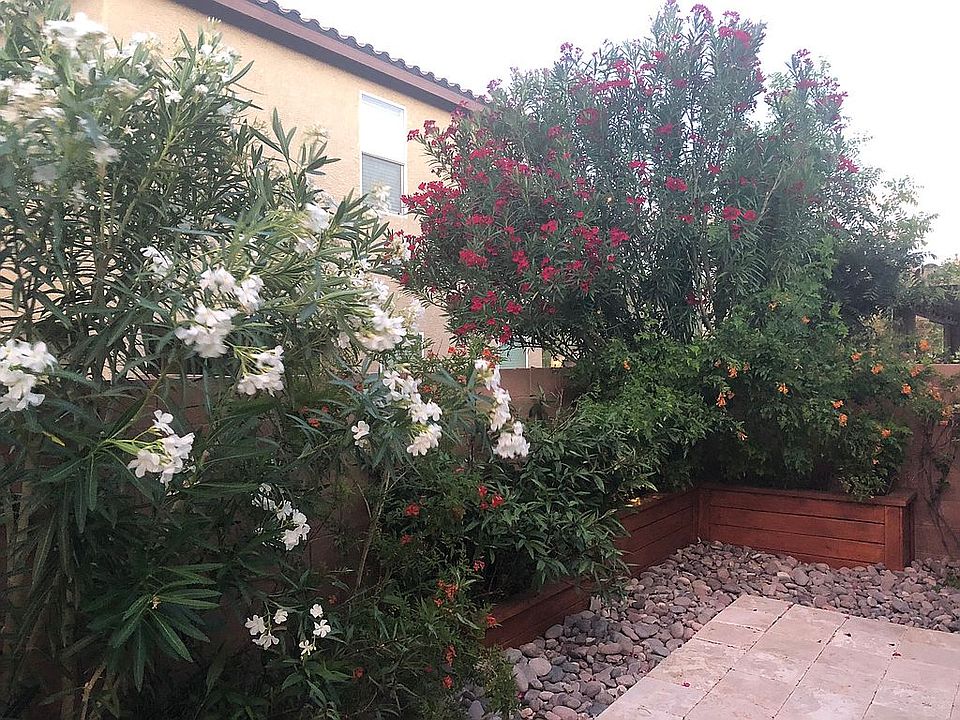 Summer Flower Bloom 