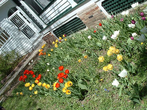 Tulips come up each year.