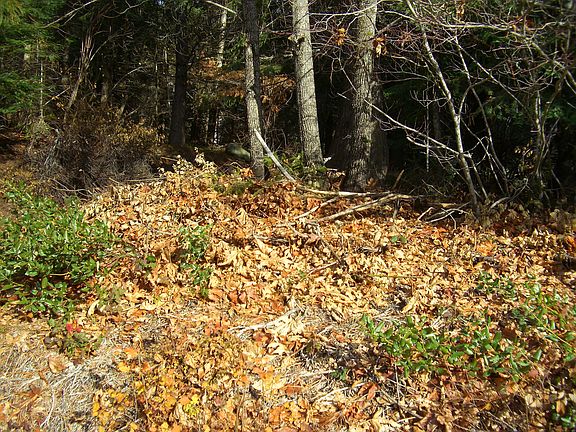 2nd image of Nna Fir Dr