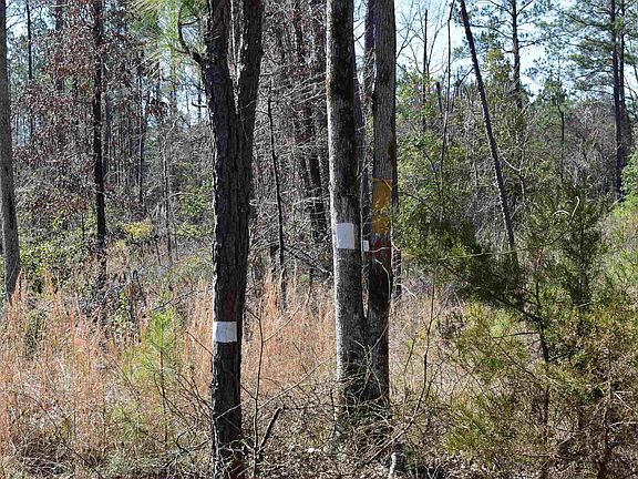 2nd image of Ouachita County Rd #55