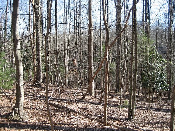 3rd image of Tbd Crooked White Oak Trl
