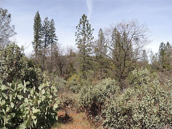 Oaks, Pines and native shrubs