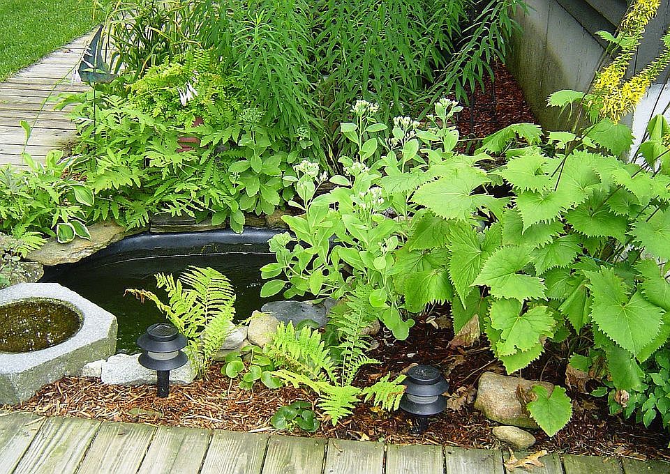 Small Pond to Greet You