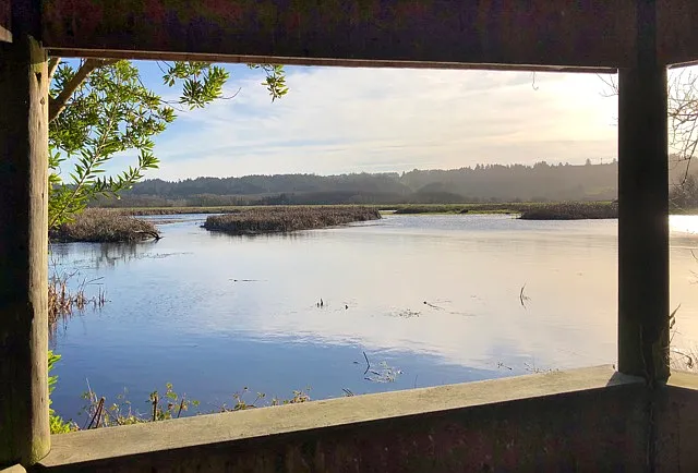 HOST FAVORITE FOR BIRD-WATCHING - Humboldt Bay National Wildlife Refuge in Loleta. Walk along scenic trails and dikes for a variety of views of ponds, sheltered areas, sloughs, and lowland meadows.