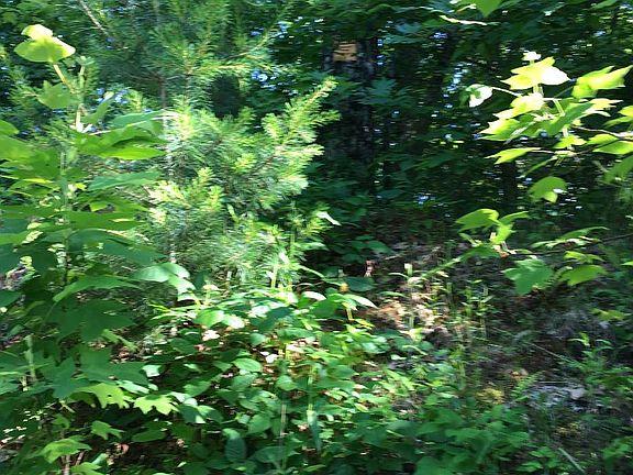 3rd image of LOT15 Bear Trl