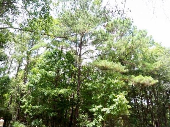 Beautiful large oaks, pal