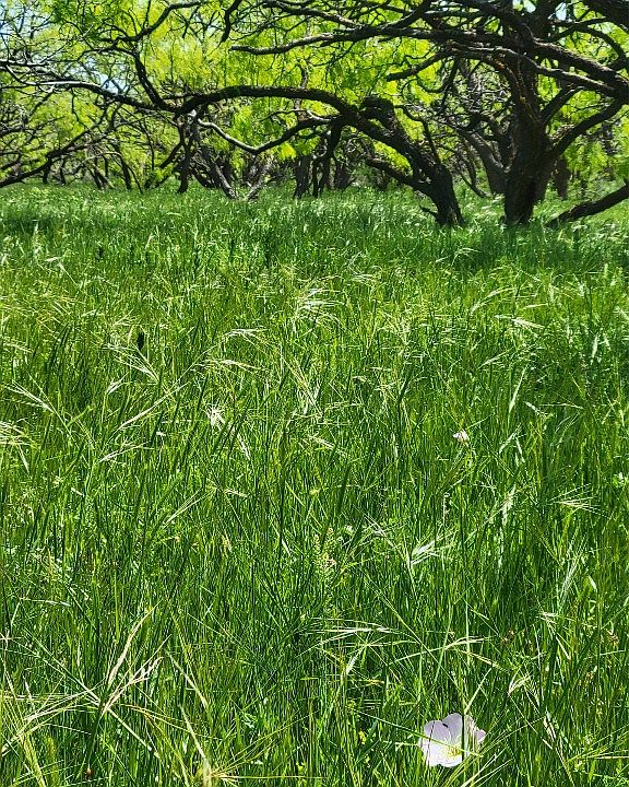 401 County Road 104, Santa Anna, TX 76878 MLS 20111879 Zillow