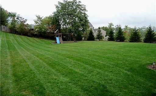 Gorgeous Yard