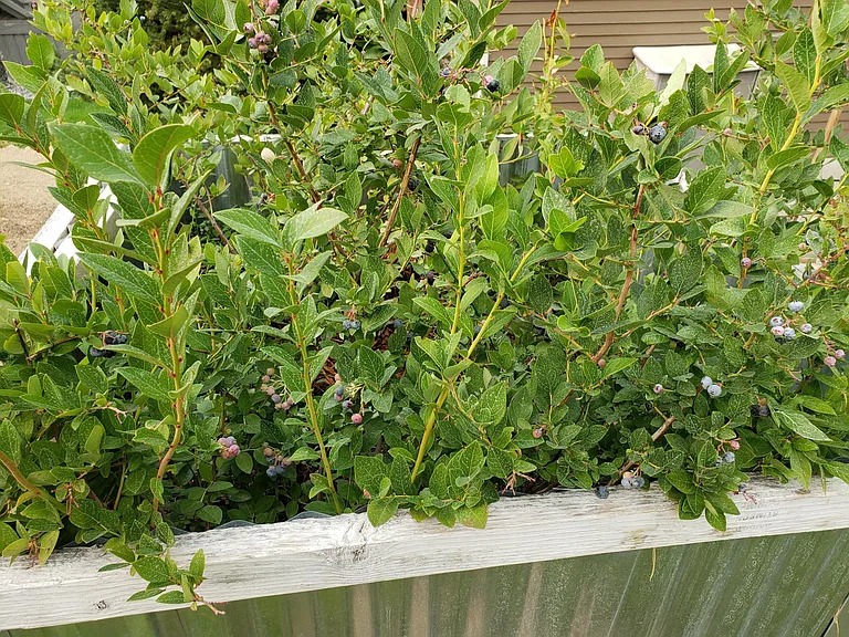 Blueberries in the backyard