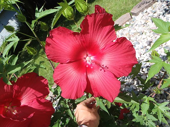 Excellent Landscaping