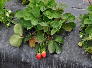 Lake Buffum Rd W, Fort meade, FL 33841