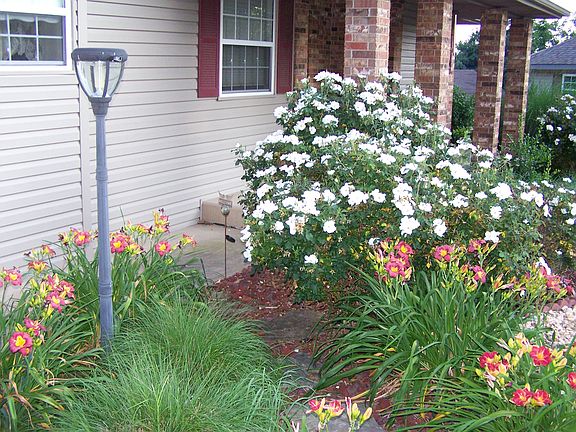 Spring/Summer in bloom