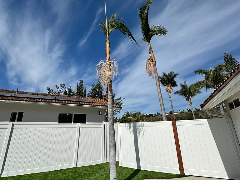 Backyard king palm trees