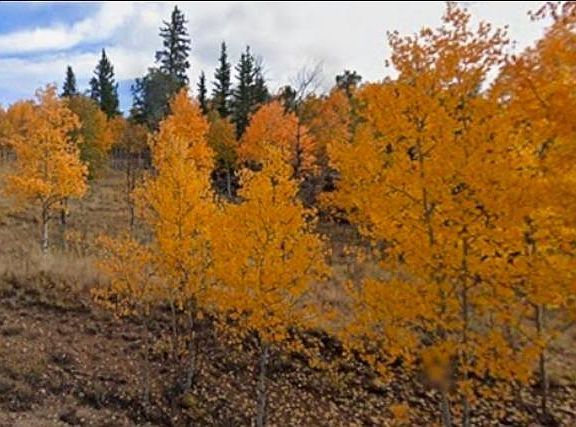 4th image of 75 Antler Ridge Road LOT 81