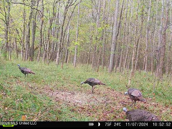 5th image of 8 Forest Service Rd #562